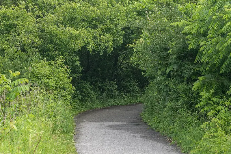 A green walking trail through Ojibway Park in Windsor